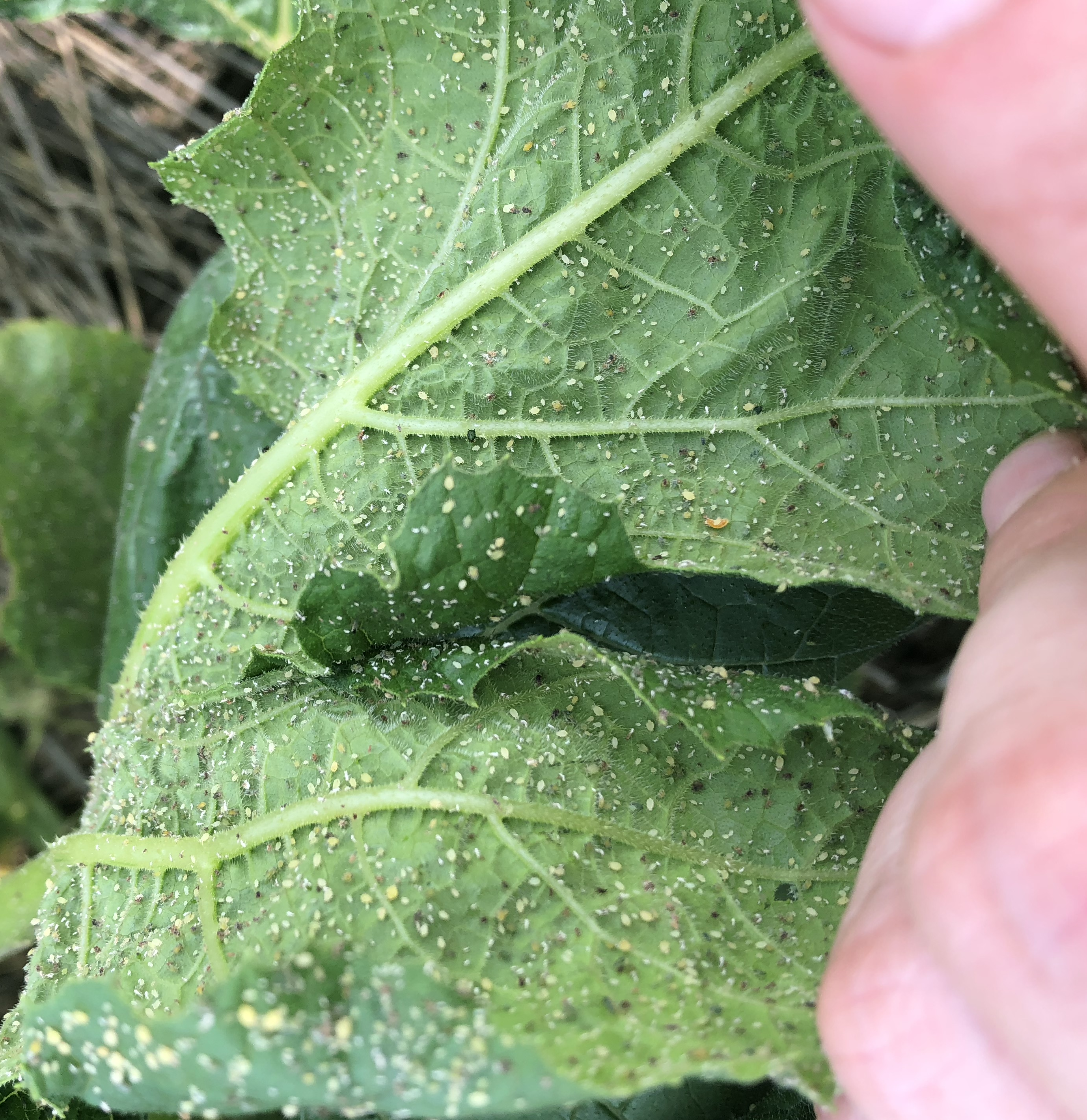 aphids on pumpkin leaves